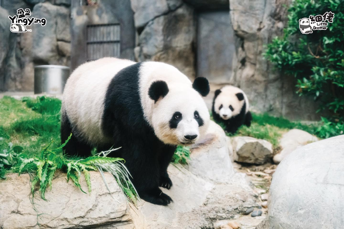 大熊貓龍鳳胎「家姐」、「細佬」(海洋公園社交網站圖片)