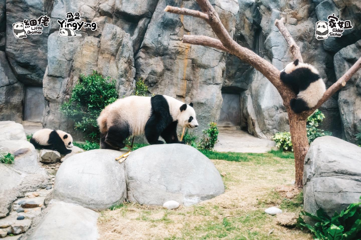 大熊貓龍鳳胎「家姐」、「細佬」(海洋公園社交網站圖片)