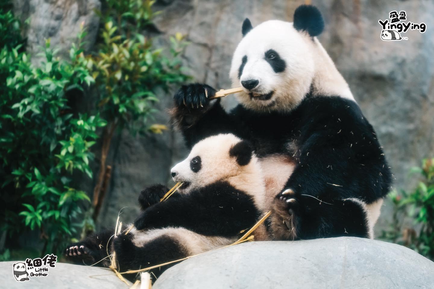 大熊貓龍鳳胎「家姐」、「細佬」(海洋公園社交網站圖片)
