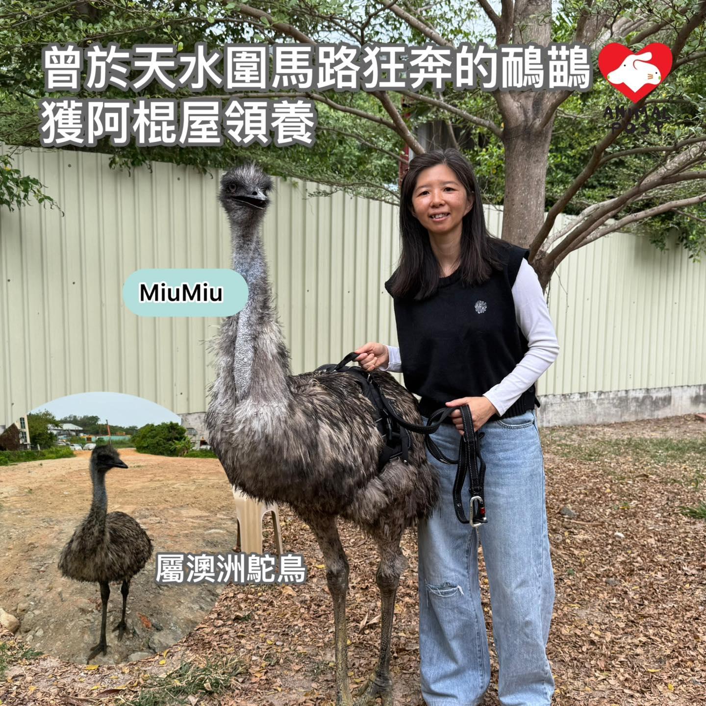 去年曾經兩度走失的澳洲鴕鳥鴯鶓,終於找到新家園。(fb「香港動物報」截圖)