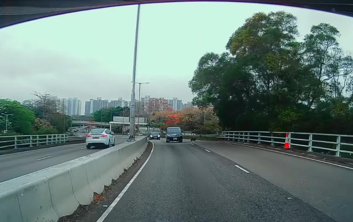元朗發生狗狗被撞意外。(fb「車cam L(香港群組)」截圖)