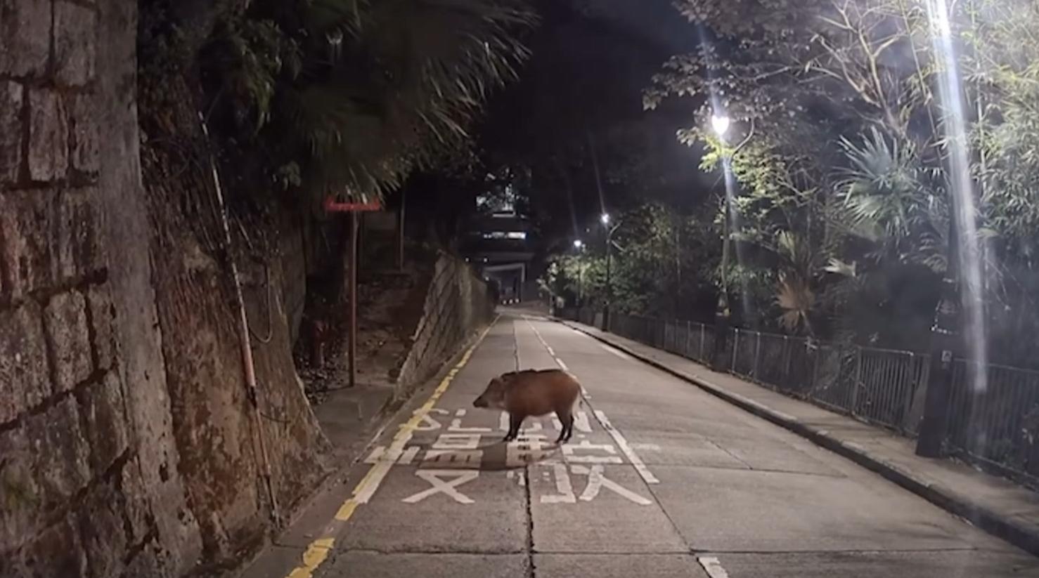 山頂再現野豬蹤影。(fb「車cam L(香港群組)」截圖)