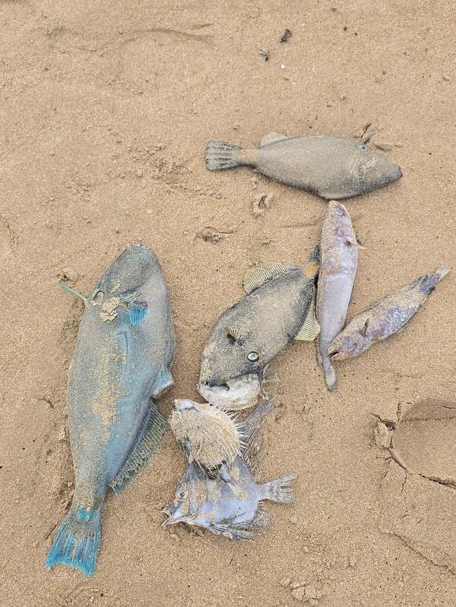 澳洲海灘現神秘泡沫