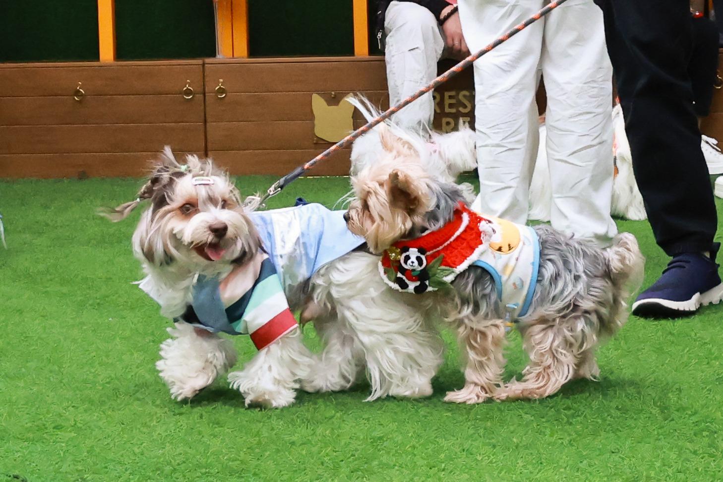 「全城狗狗行善日2025」為5,000多隻無家動物籌款,提供包括動物拯救、醫療保健及領養服務的各項援助。