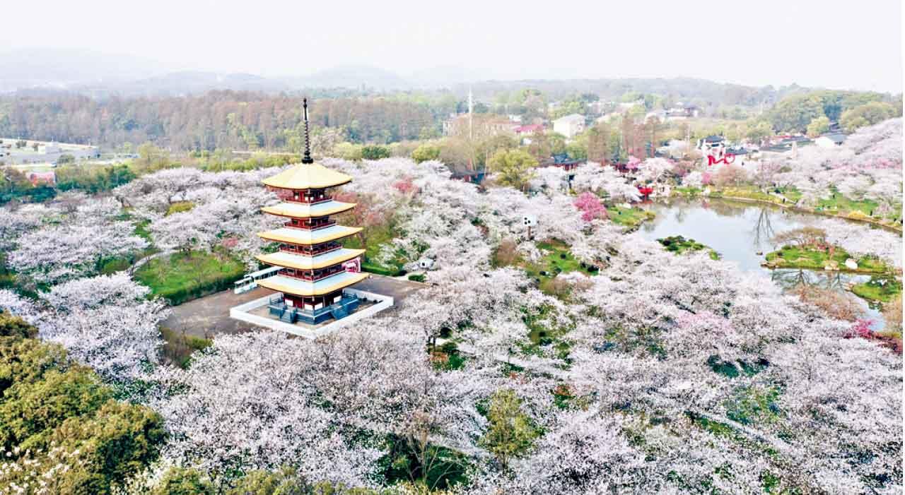 武漢東湖櫻花園