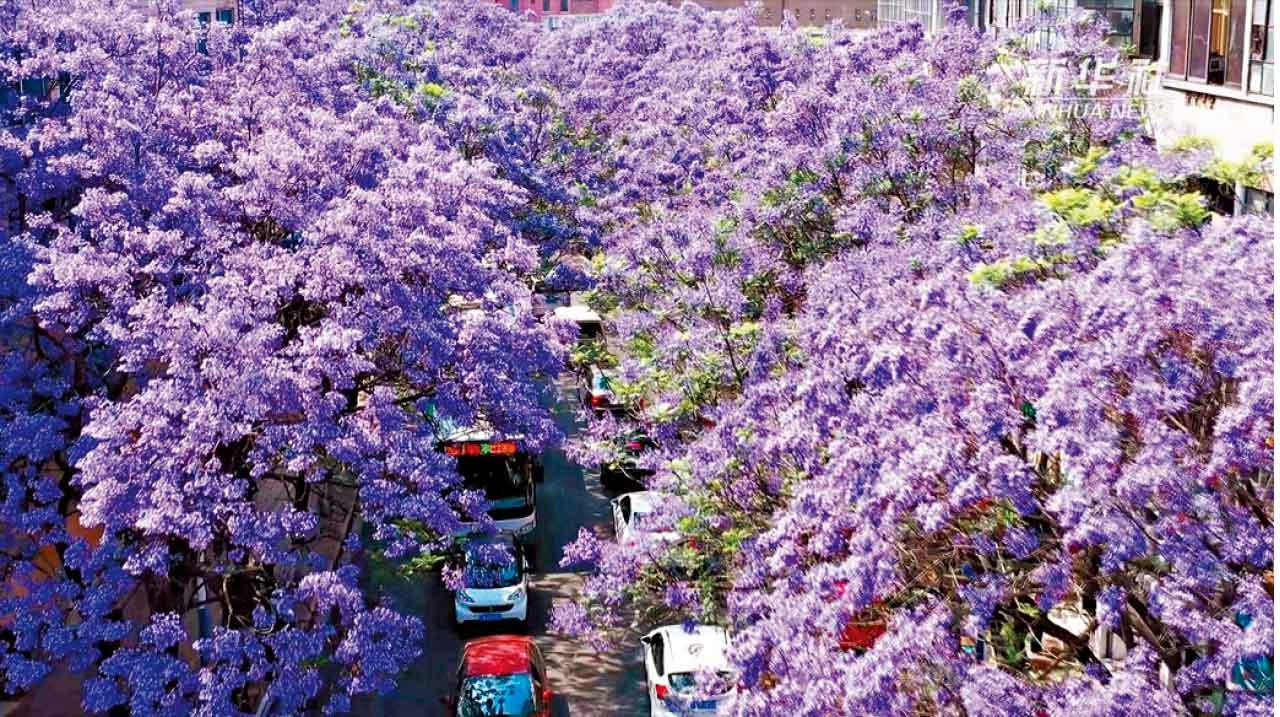 昆明教場中路兩旁的藍花楹