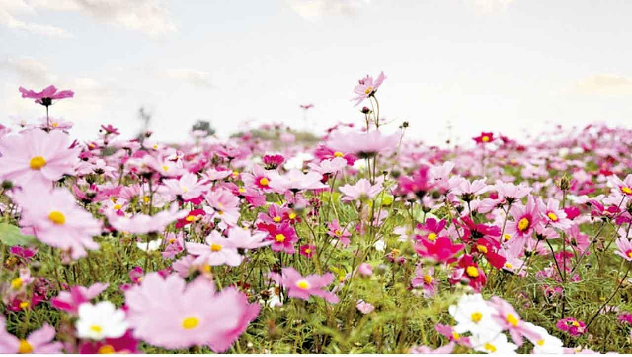 賀州的格桑花花海