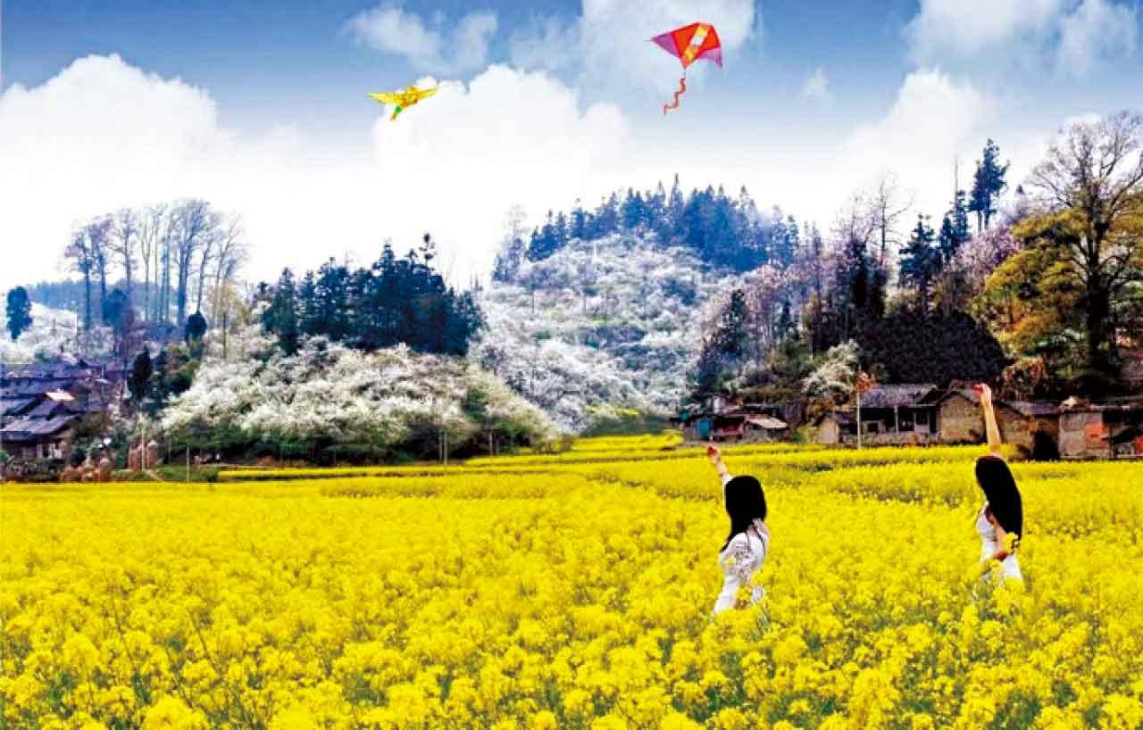 金海雪山油菜花田