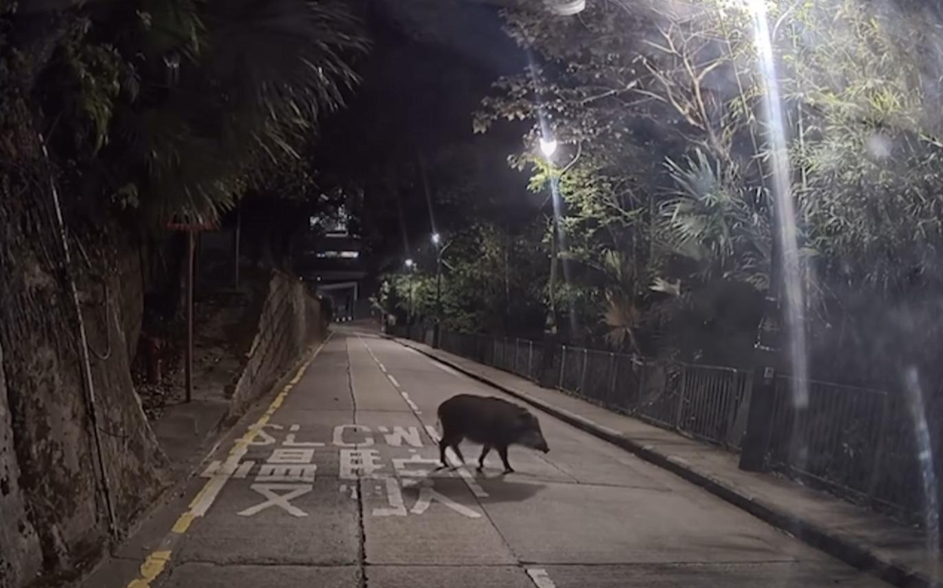 山頂再現野豬蹤影。(fb「車cam L(香港群組)」截圖)