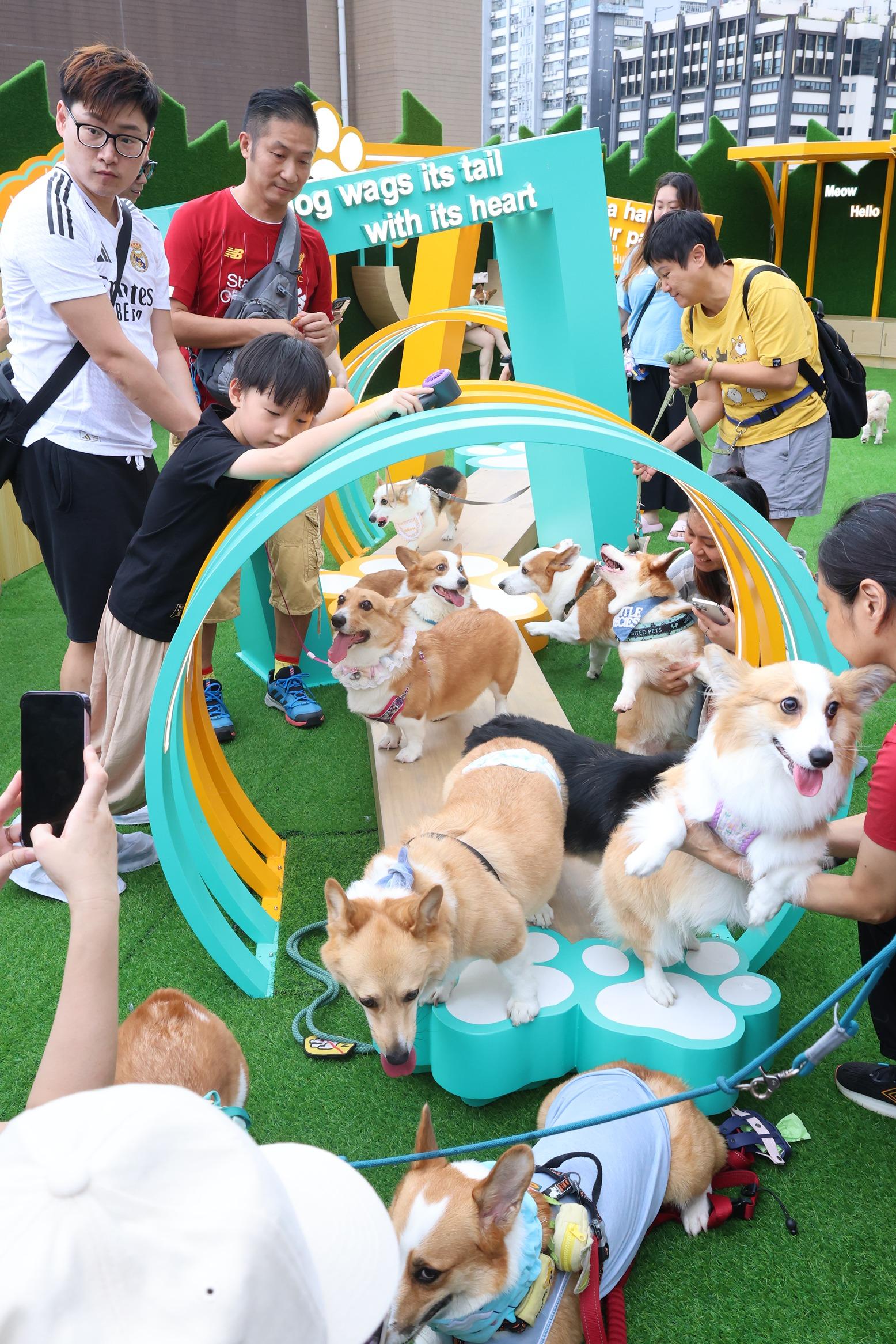 「全城狗狗行善日2025」為5,000多隻無家動物籌款,提供包括動物拯救、醫療保健及領養服務的各項援助。