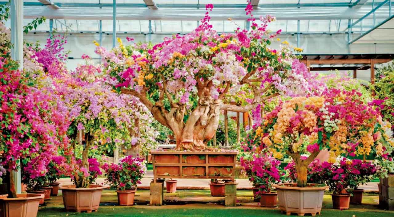 宜良簕杜鵑花博覽園