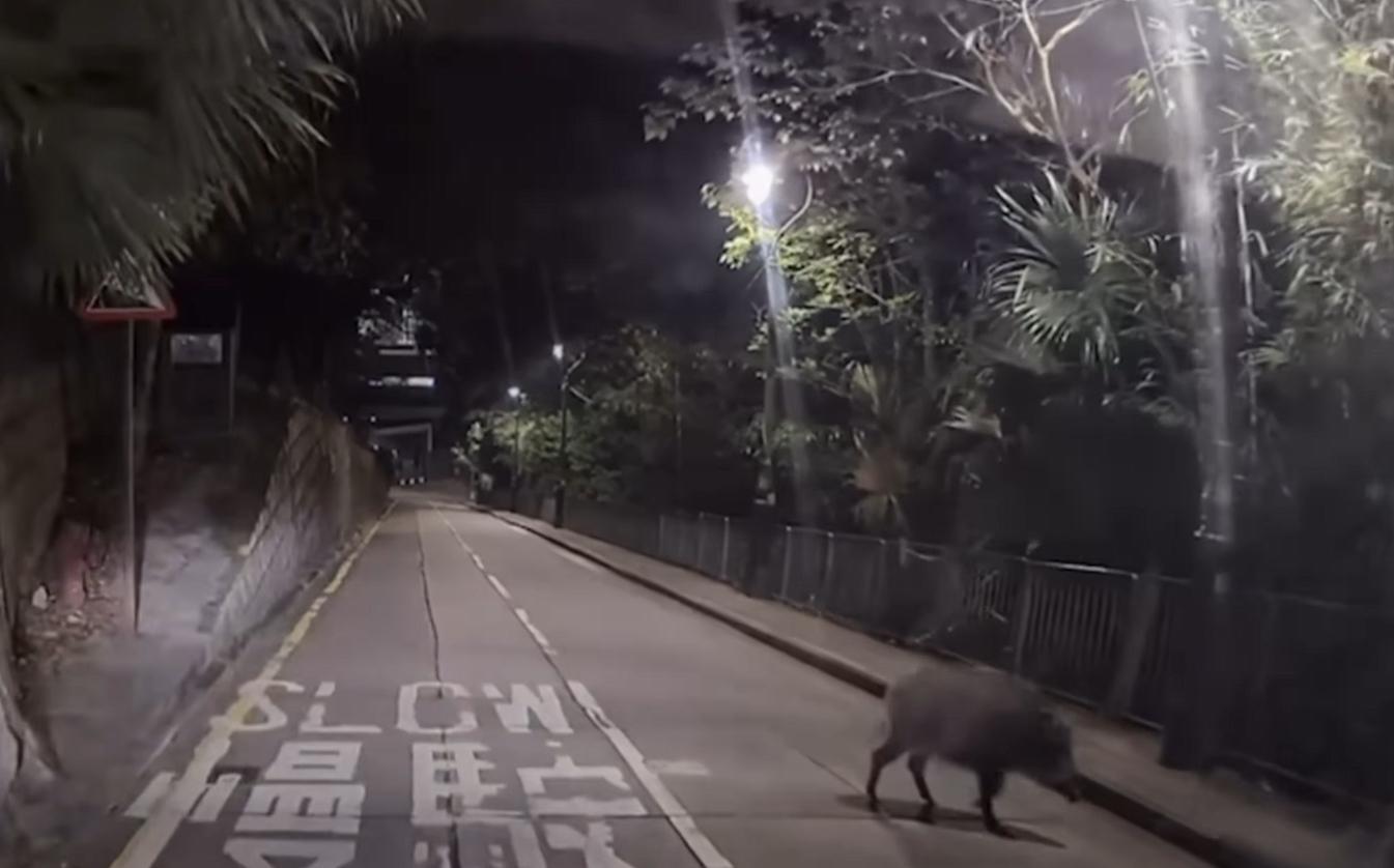 山頂再現野豬蹤影。(fb「車cam L(香港群組)」截圖)