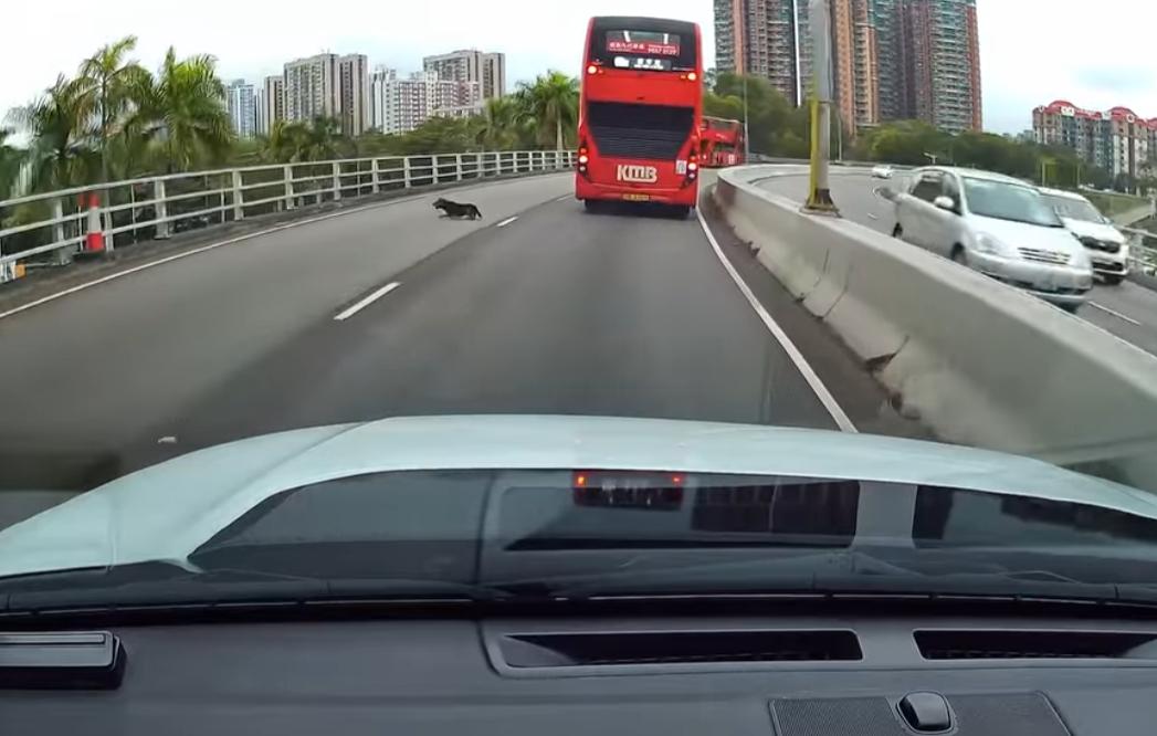 元朗發生狗狗被撞意外。(fb「車cam L(香港群組)」截圖)