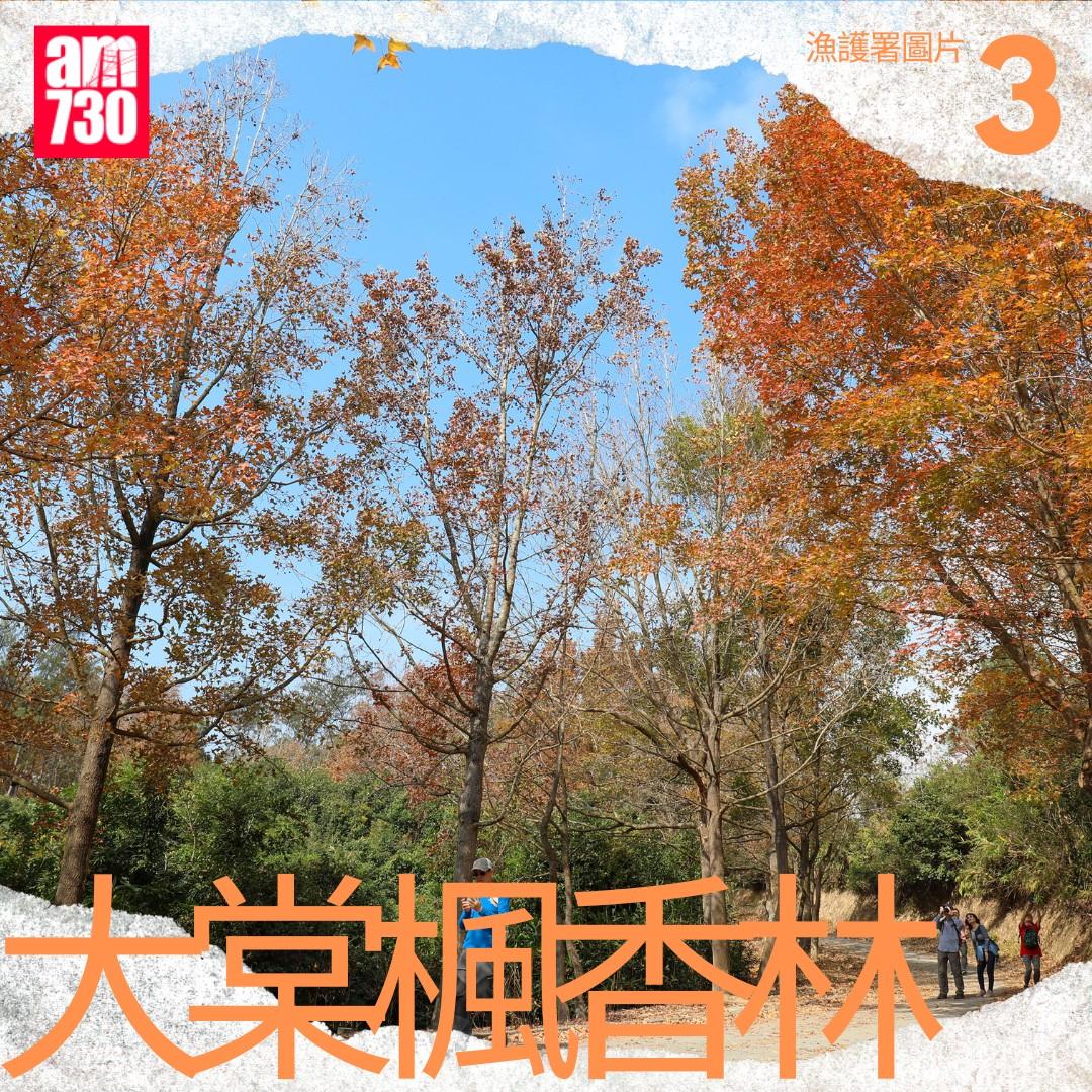 Google地圖香港十大打卡地點|大棠楓香林第3名(am730製圖)