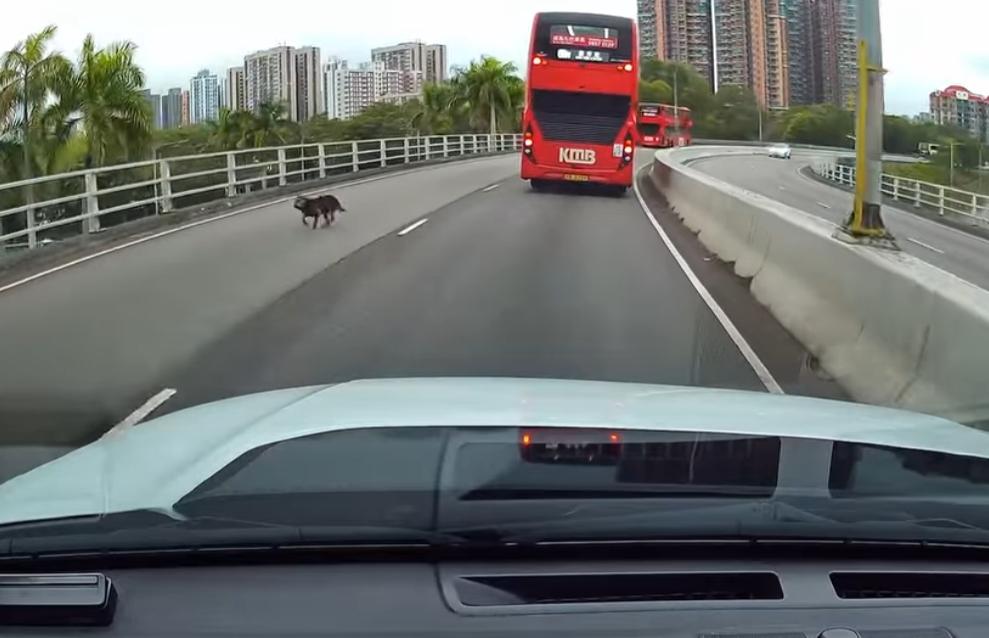 元朗發生狗狗被撞意外。(fb「車cam L(香港群組)」截圖)