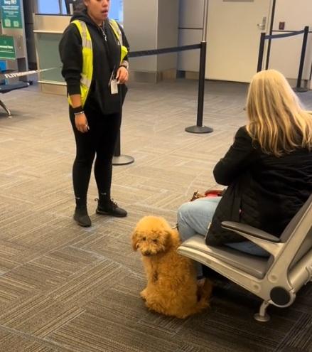 女子為登機「摺疊」寵物狗塞入袋