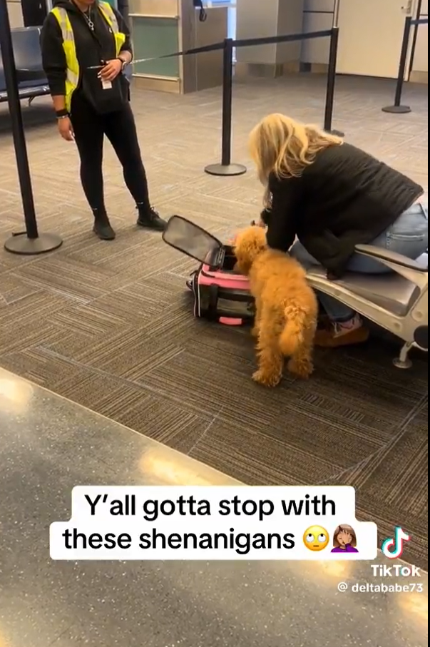 女子為登機「摺疊」寵物狗塞入袋