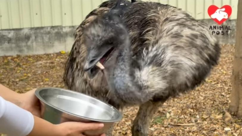 澳洲鴕鳥鴯鶓「Miu Miu」最愛食蘋果。(fb「香港動物報」截圖)