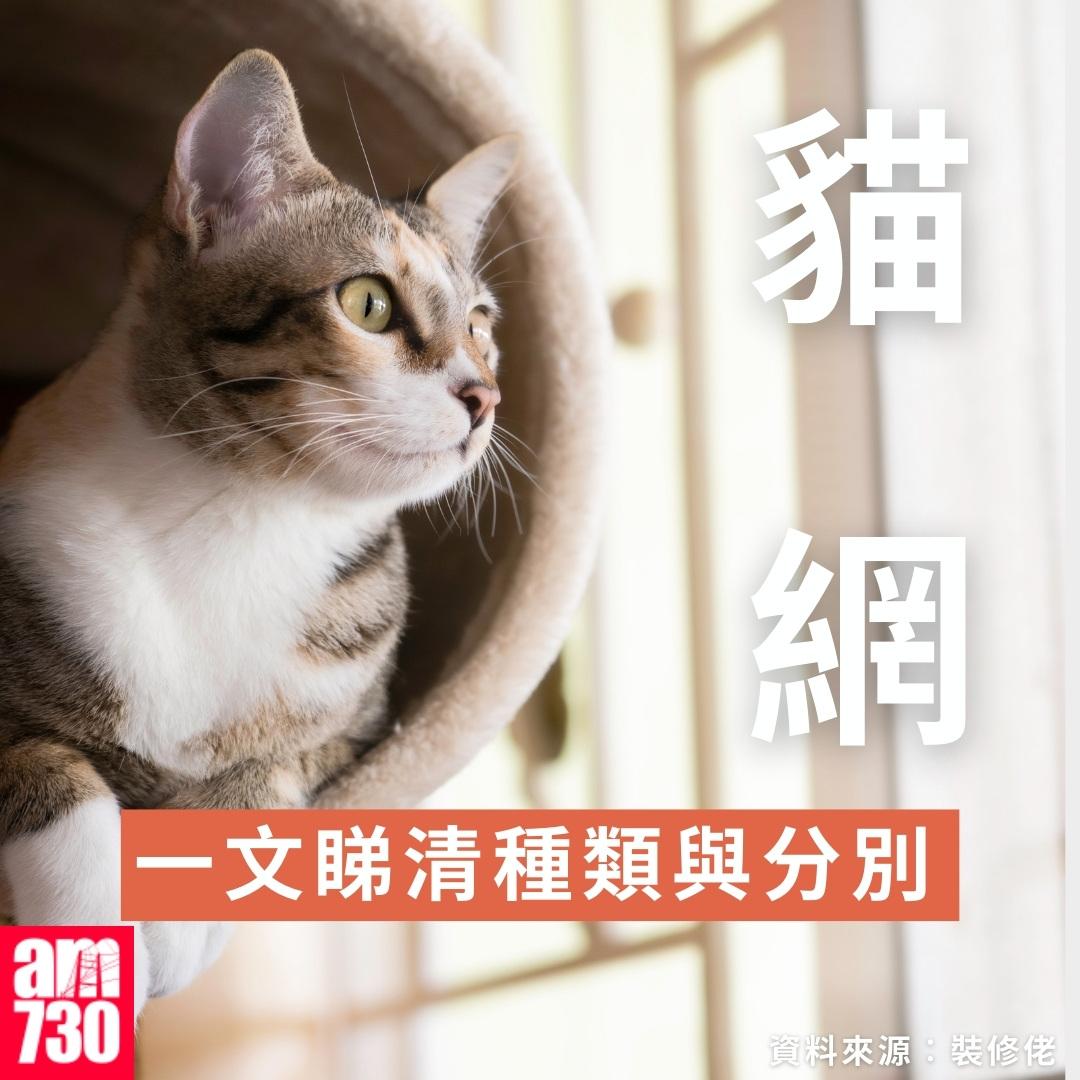 貓網種類|一文睇清種類與分別(am730製圖)
