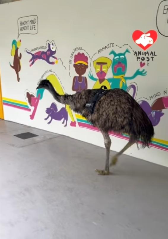 澳洲鴕鳥鴯鶓「Miu Miu」在新家園豪不畏懼。(fb「香港動物報」截圖)