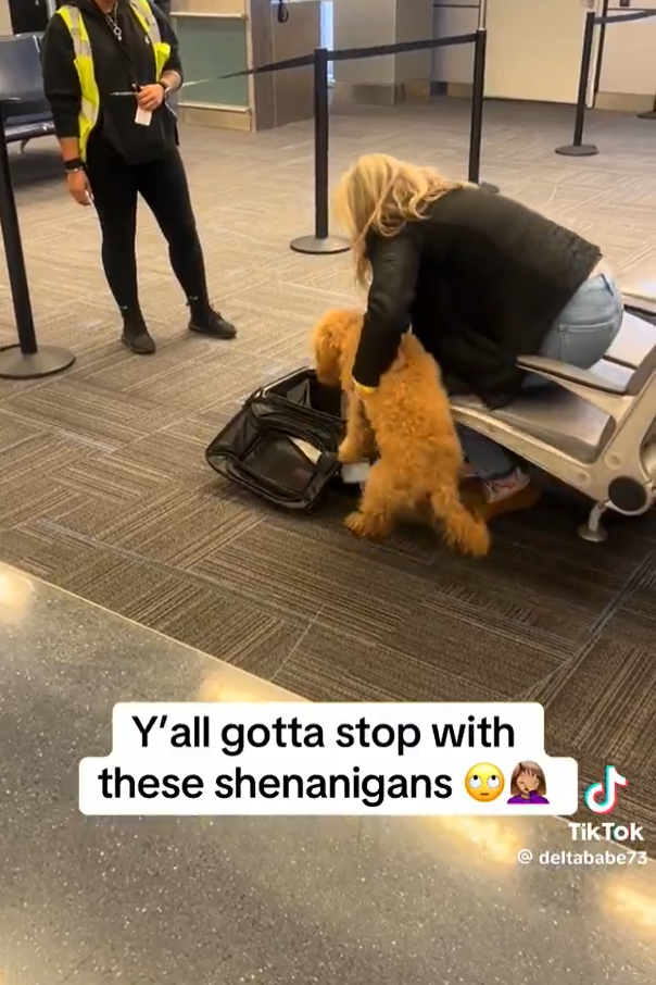 女子為登機「摺疊」寵物狗塞入袋