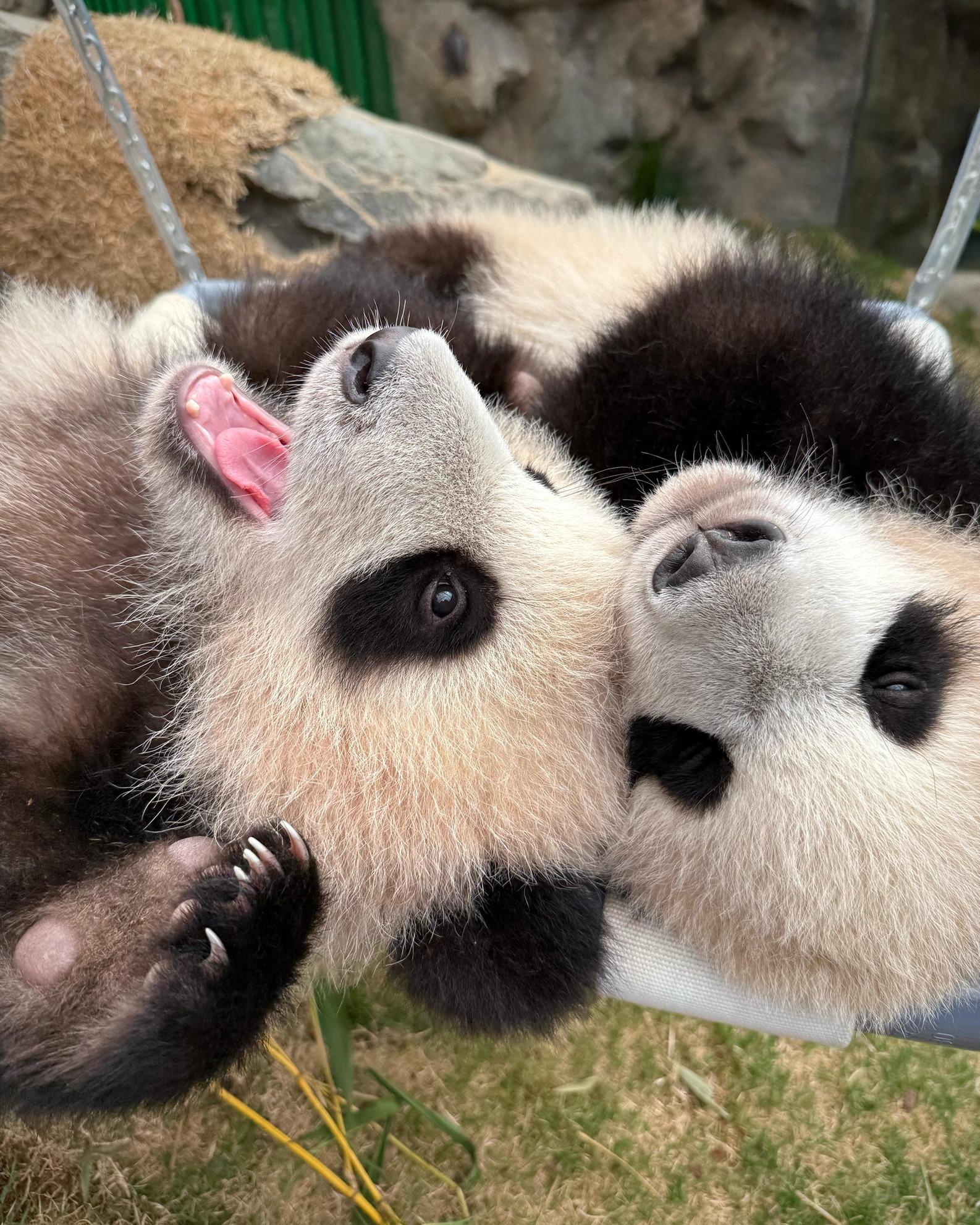 成為「家姐細佬後援會」的會員,可優先預約大熊貓活動。