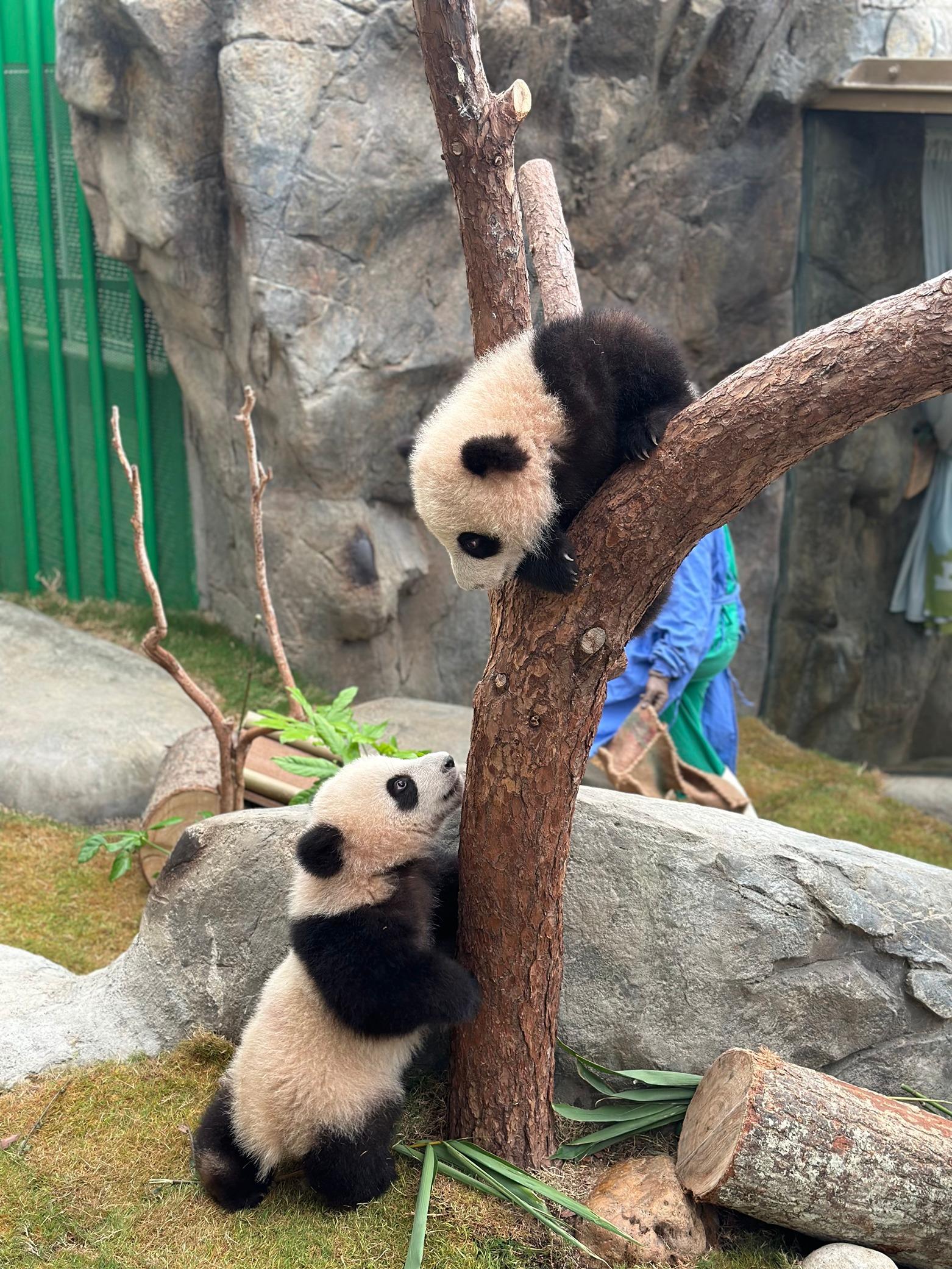 成為「家姐細佬後援會」的會員,可優先預約大熊貓活動。