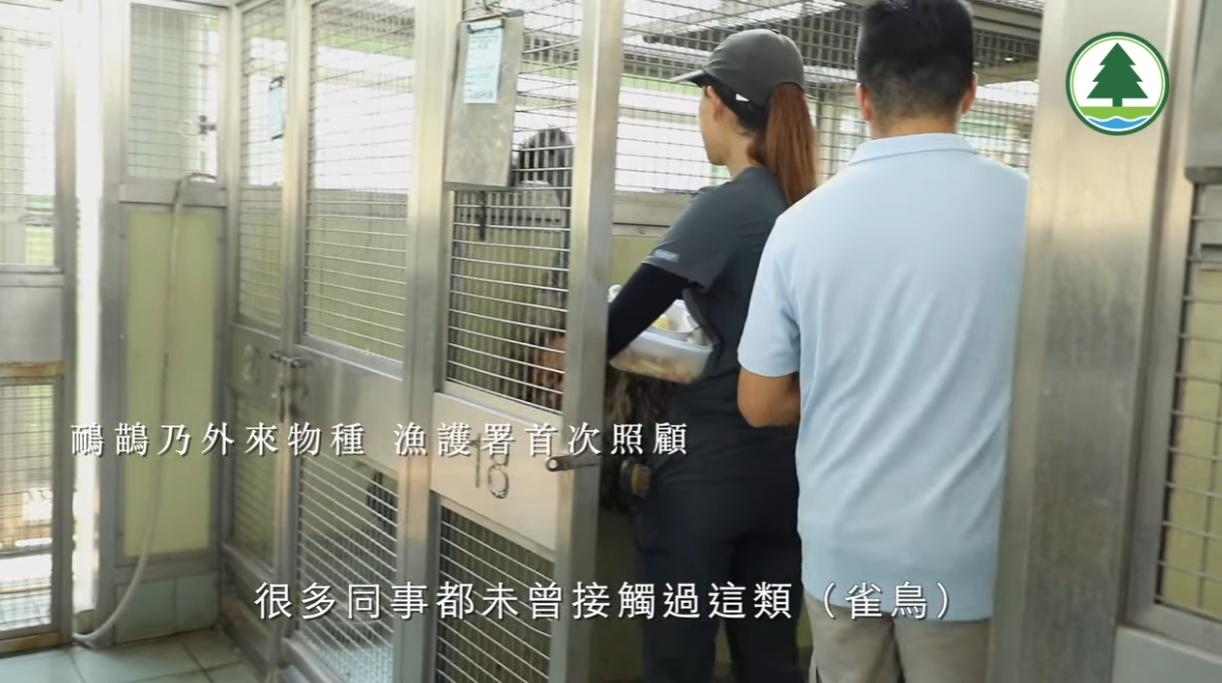 農林助理員何柏豪不捨「Miu Miu」。(fb「漁農自然護理署」截圖)