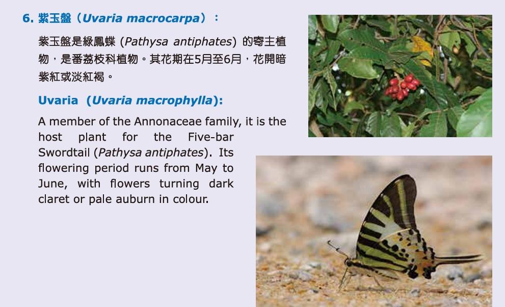 花卉展2025︱紫玉盤(圖片來源︰康文署)