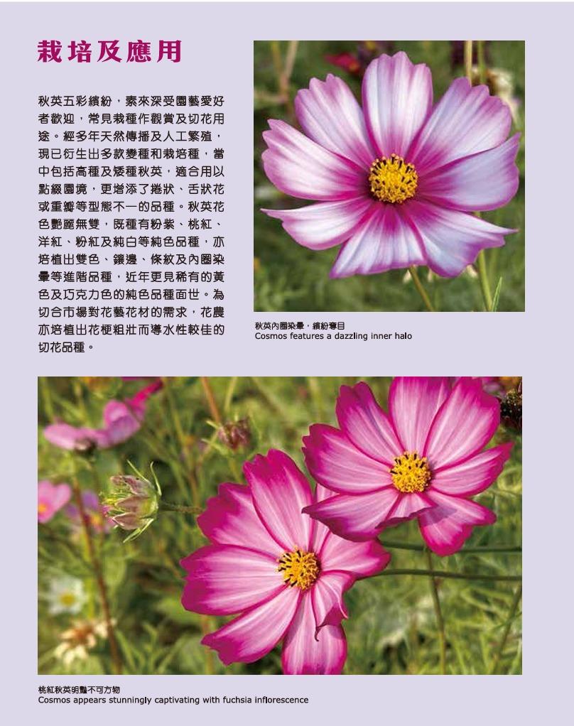 花卉展2025︱秋英栽培及應用(圖片來源︰康文署)