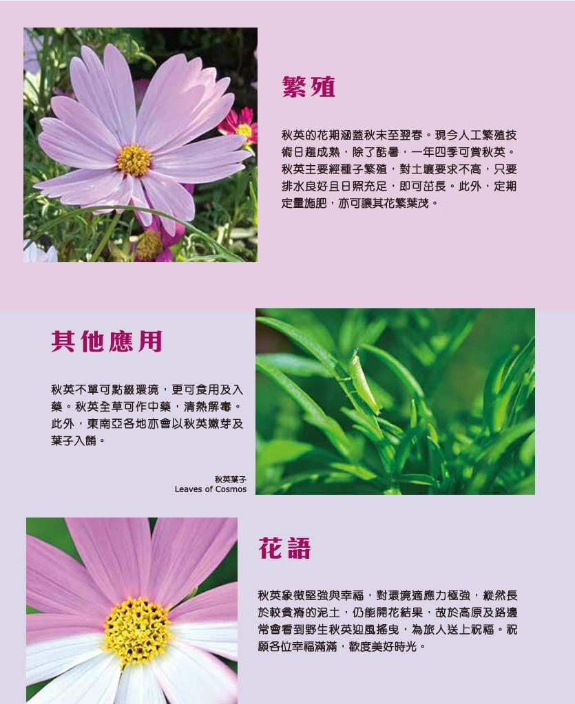 花卉展2025︱秋英繁殖及花語(圖片來源︰康文署)