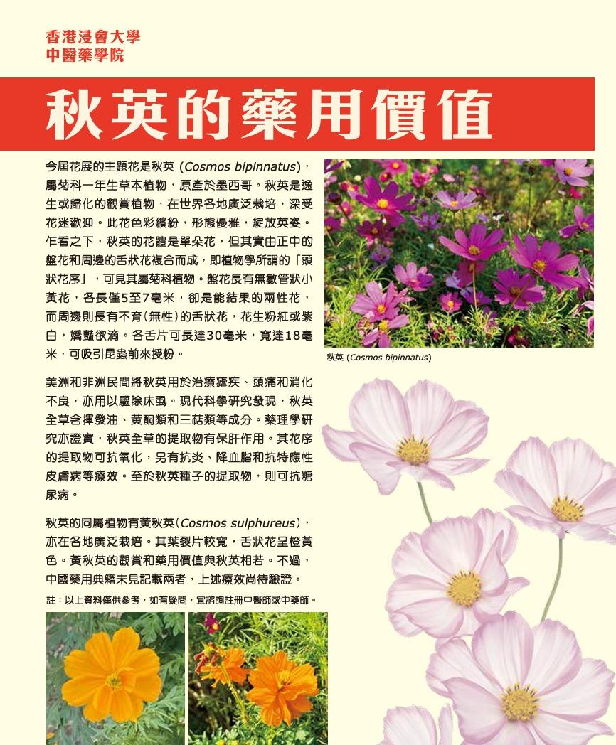 花卉展2025︱秋英藥用價值(圖片來源︰康文署)