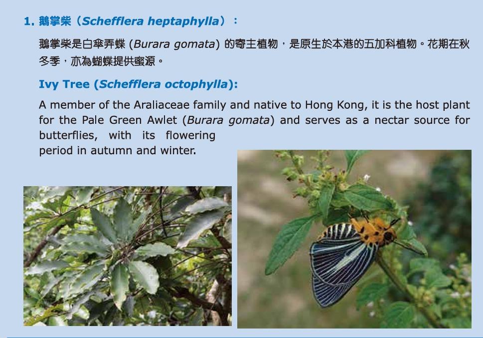 花卉展2025︱鵝掌柴(圖片來源︰康文署)