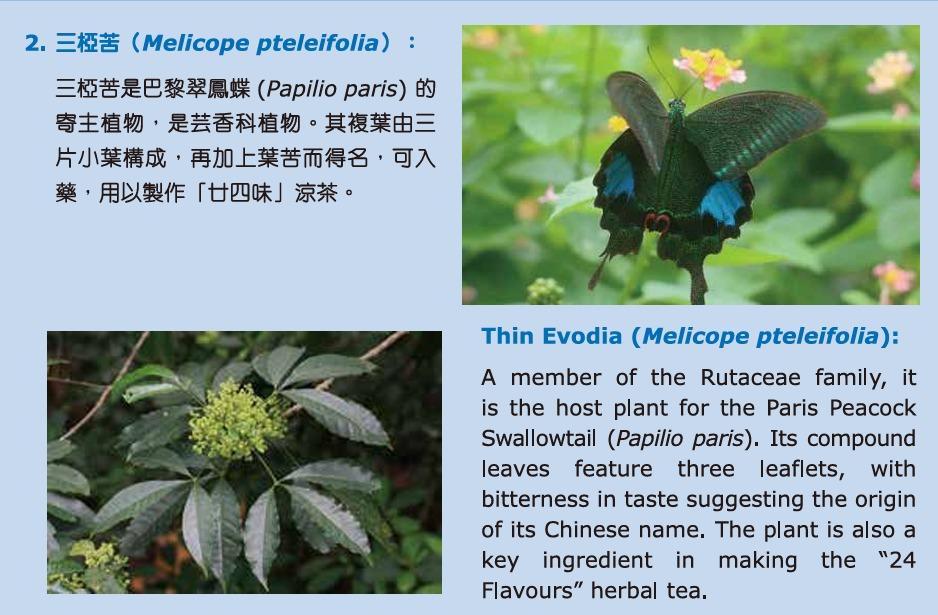 花卉展2025︱三椏苦(圖片來源︰康文署)