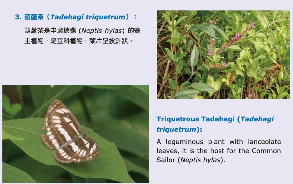 花卉展2025︱葫蘆茶(圖片來源︰康文署)