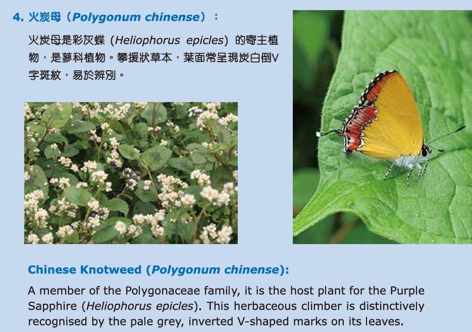 花卉展2025︱火炭母(圖片來源︰康文署)