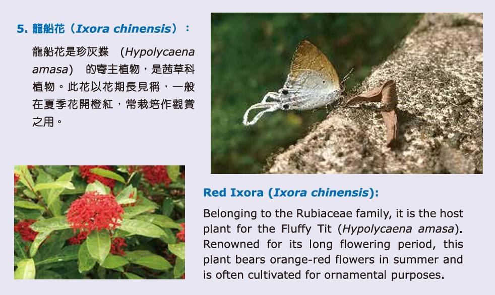 花卉展2025︱龍船花(圖片來源︰康文署)