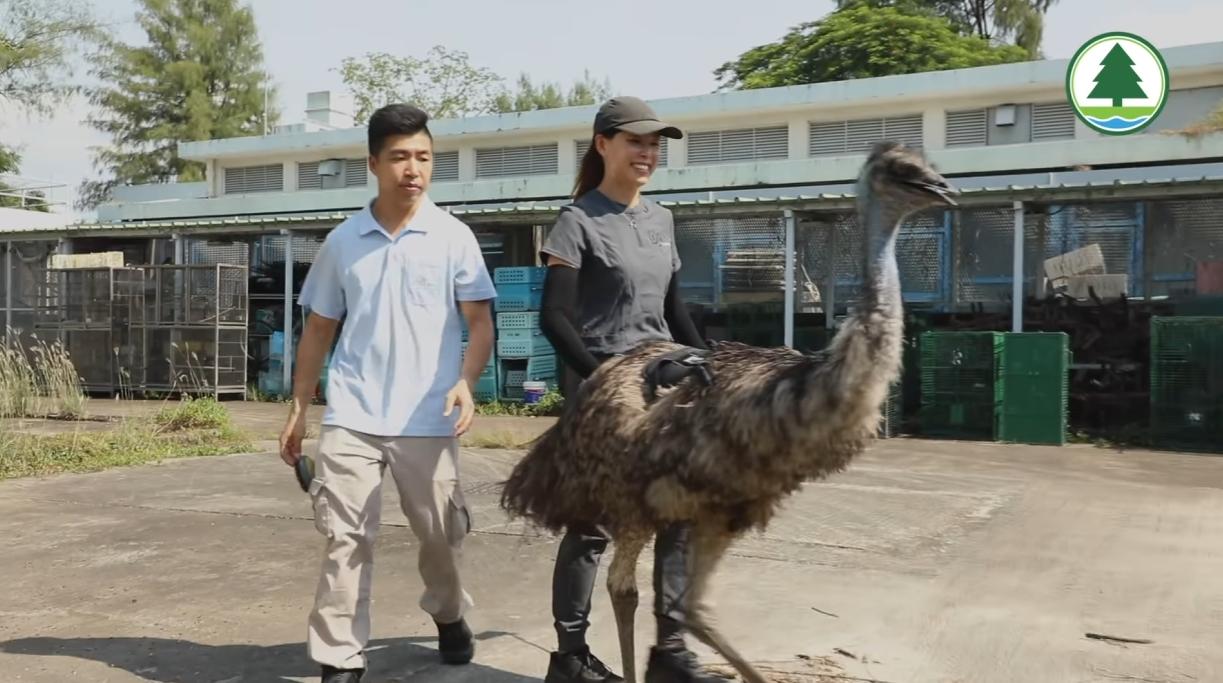 農林助理員何柏豪不捨「Miu Miu」。(fb「漁農自然護理署」截圖)