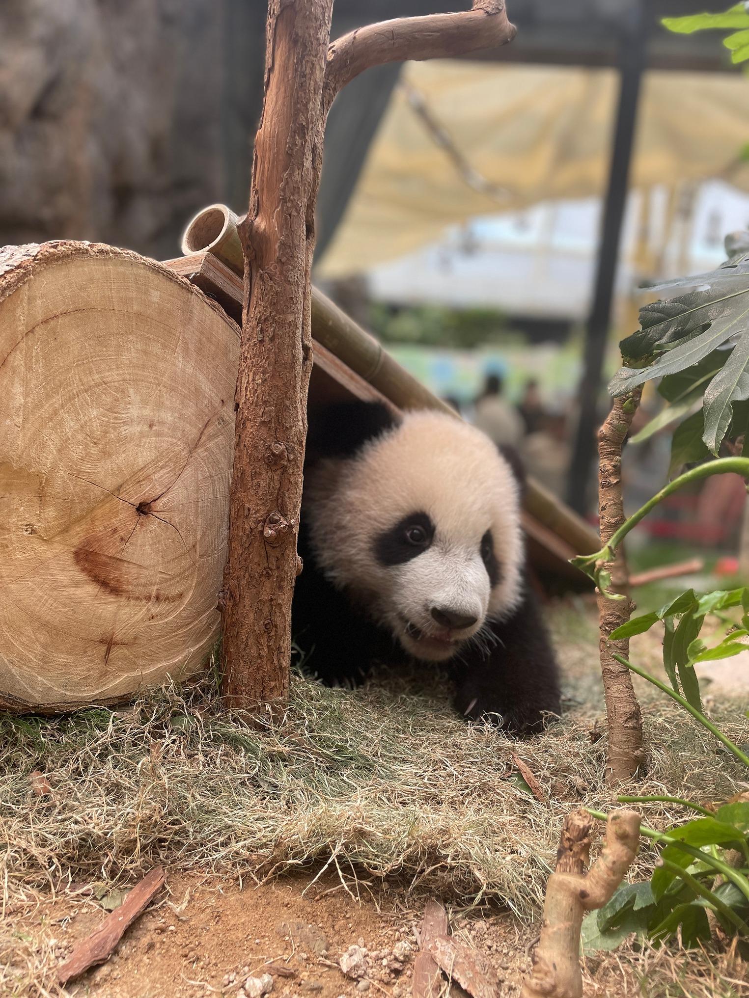 成為「家姐細佬後援會」的會員,可優先預約大熊貓活動。