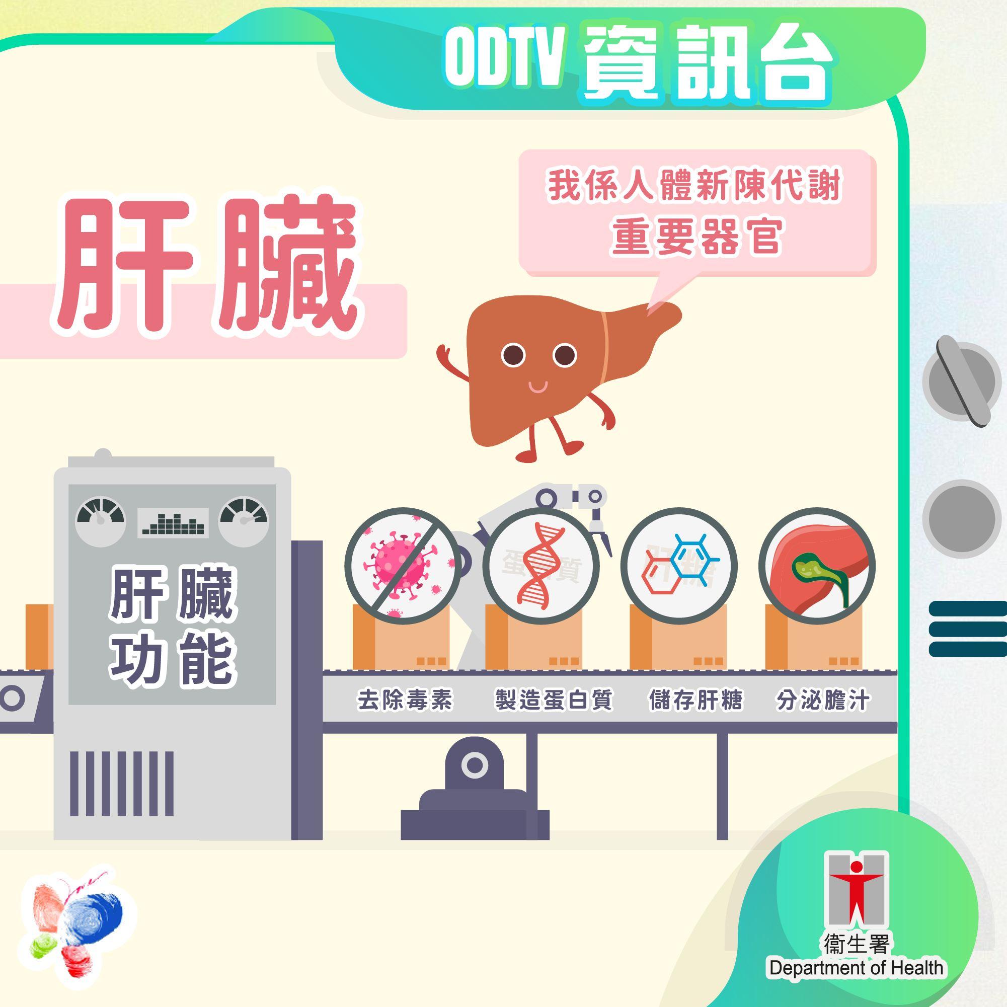 器官捐贈|肝臟是人體新陳代謝重要器官。(器官捐贈在香港)