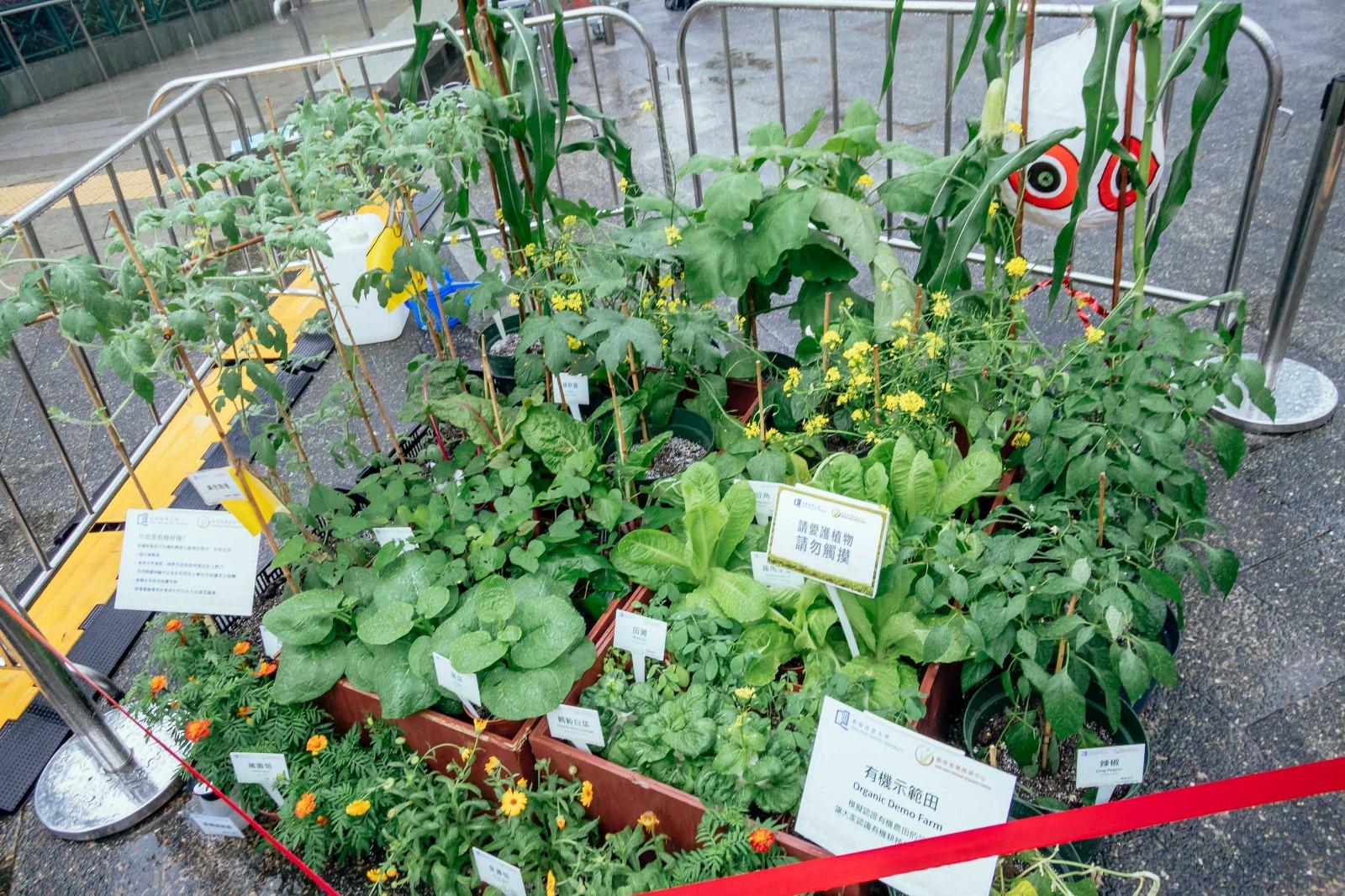 全城有機日將農田搬到中環。