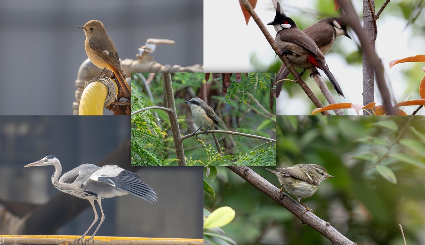 港燈南丫發電廠除了發電設施,原來也不乏各式鳥類到訪,當中包括(右上順時針) 紅耳鵯、黃眉柳鶯、蒼鷺、北紅尾鴝,以及圖中央較少見的紅尾伯勞。