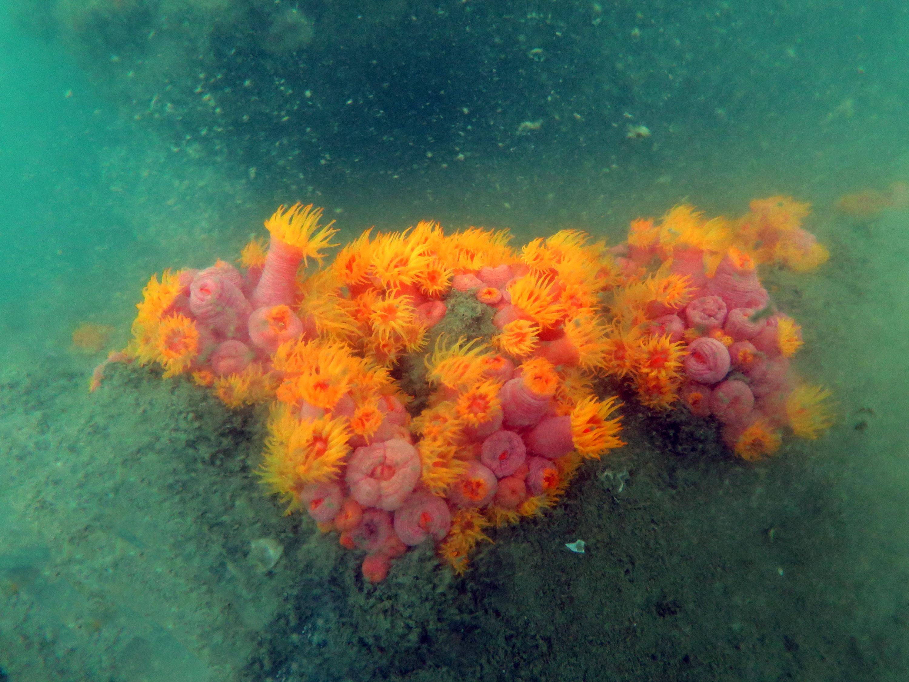 港燈早年在南丫發電廠一帶海域進行珊瑚調查,並發現多種珊瑚,當中包括筒星珊瑚屬,健康狀況良好,沒有出現白化跡象。