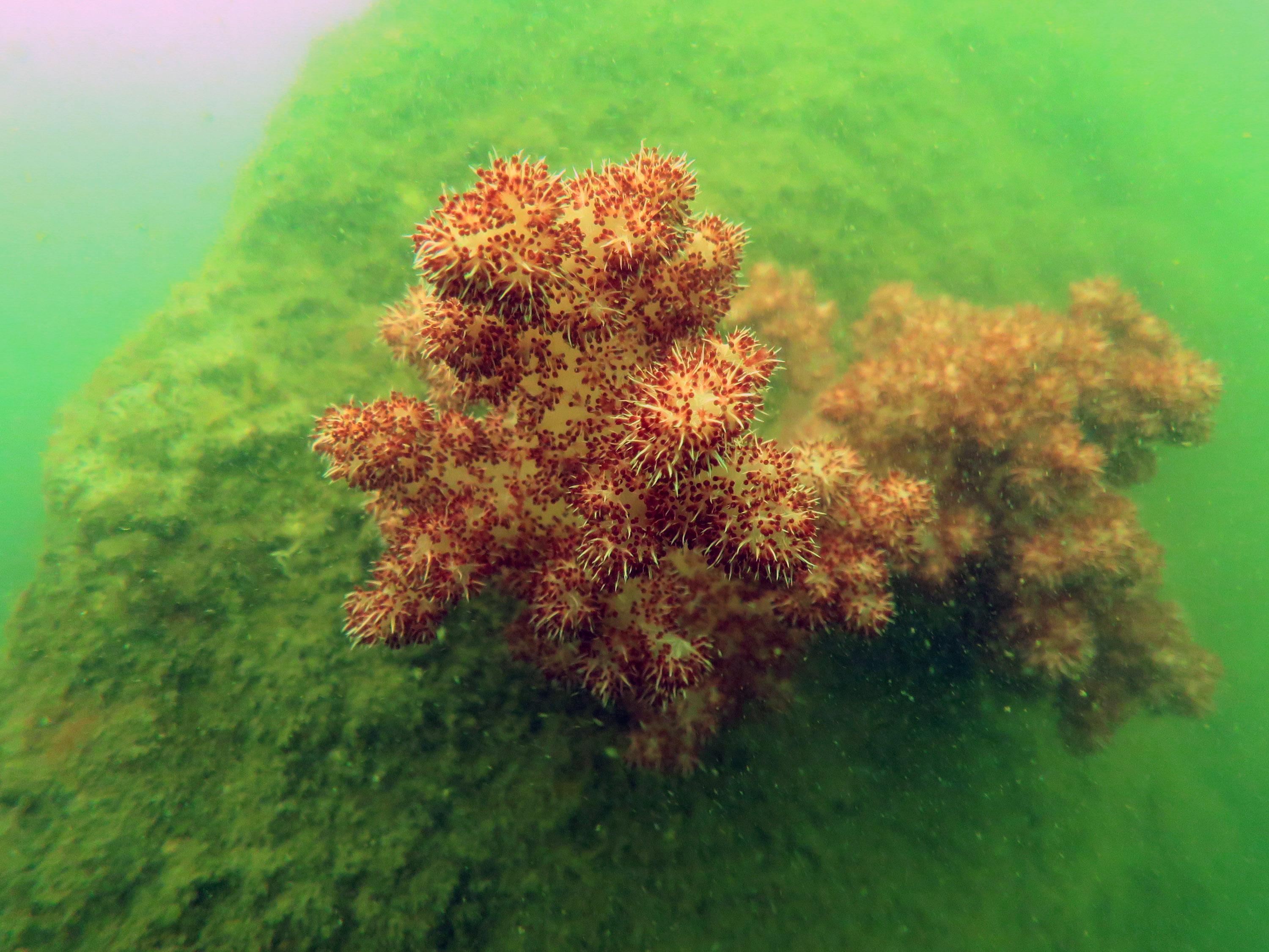 港燈早年在南丫發電廠一帶海域進行珊瑚調查,並發現多種珊瑚,當中包括海雞冠,健康狀況良好,沒有出現白化跡象。