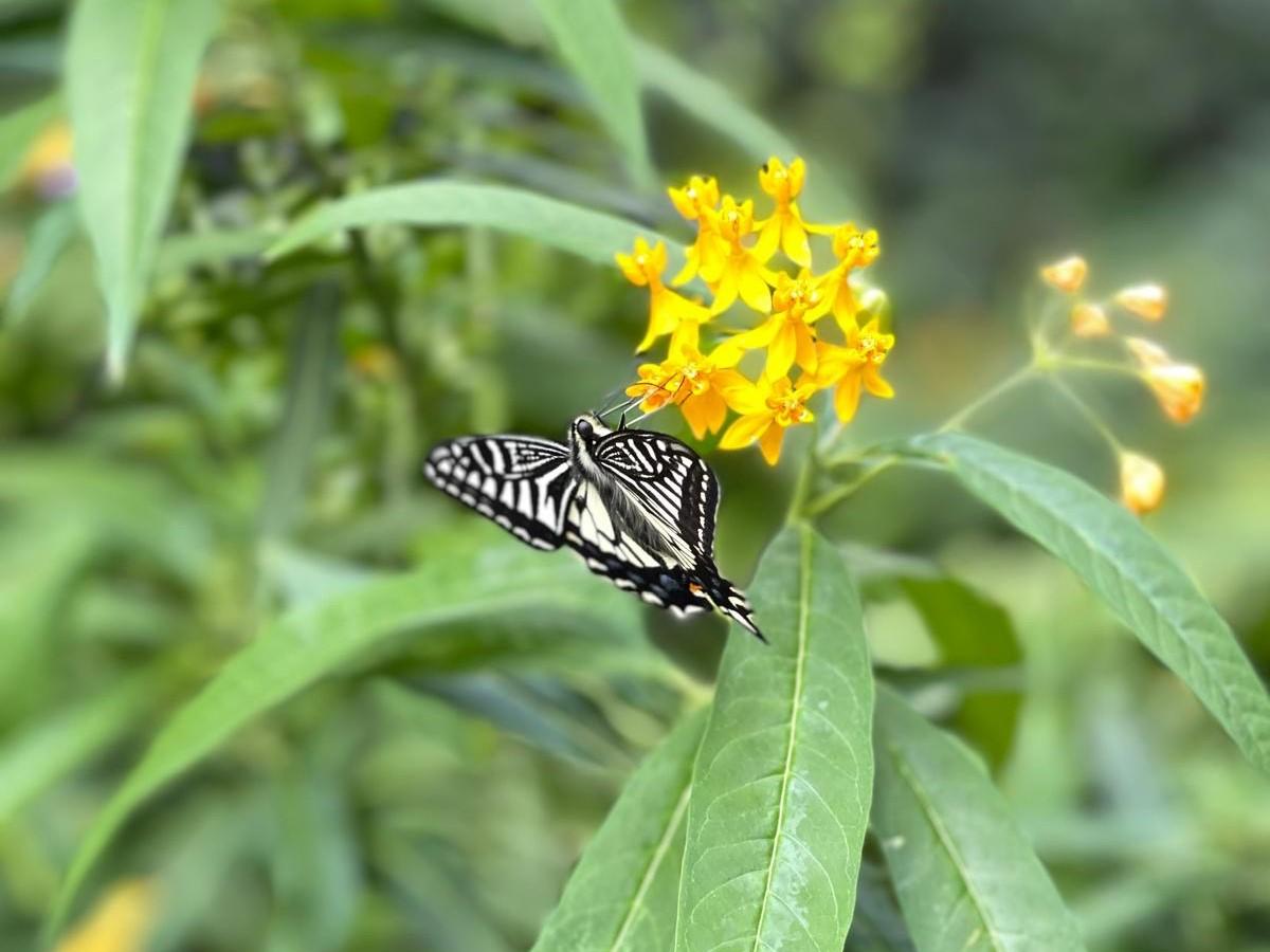 藝術花園內種植多款蜜源植物,為蝴蝶提供友善的生態環。