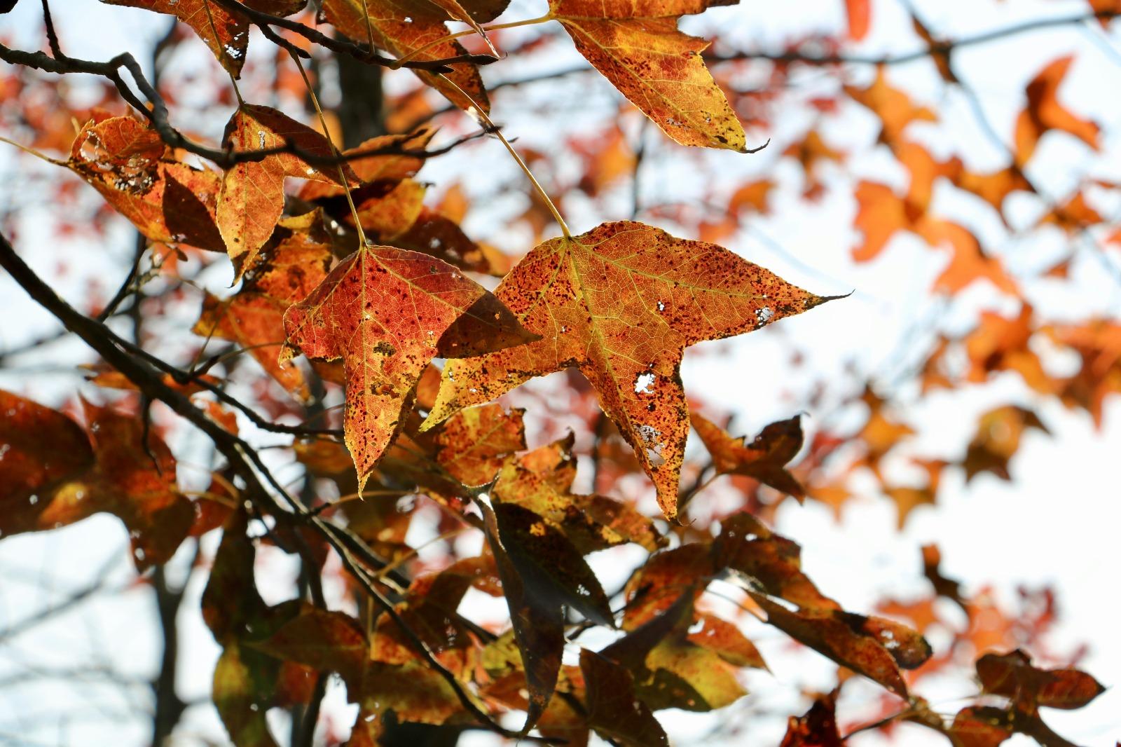 大棠楓香林每到12月紅葉季節就人頭湧湧、(網上圖片)