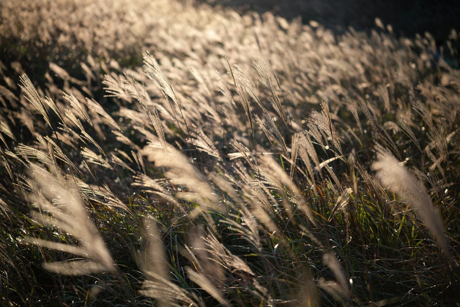 大東山芒草數量多。