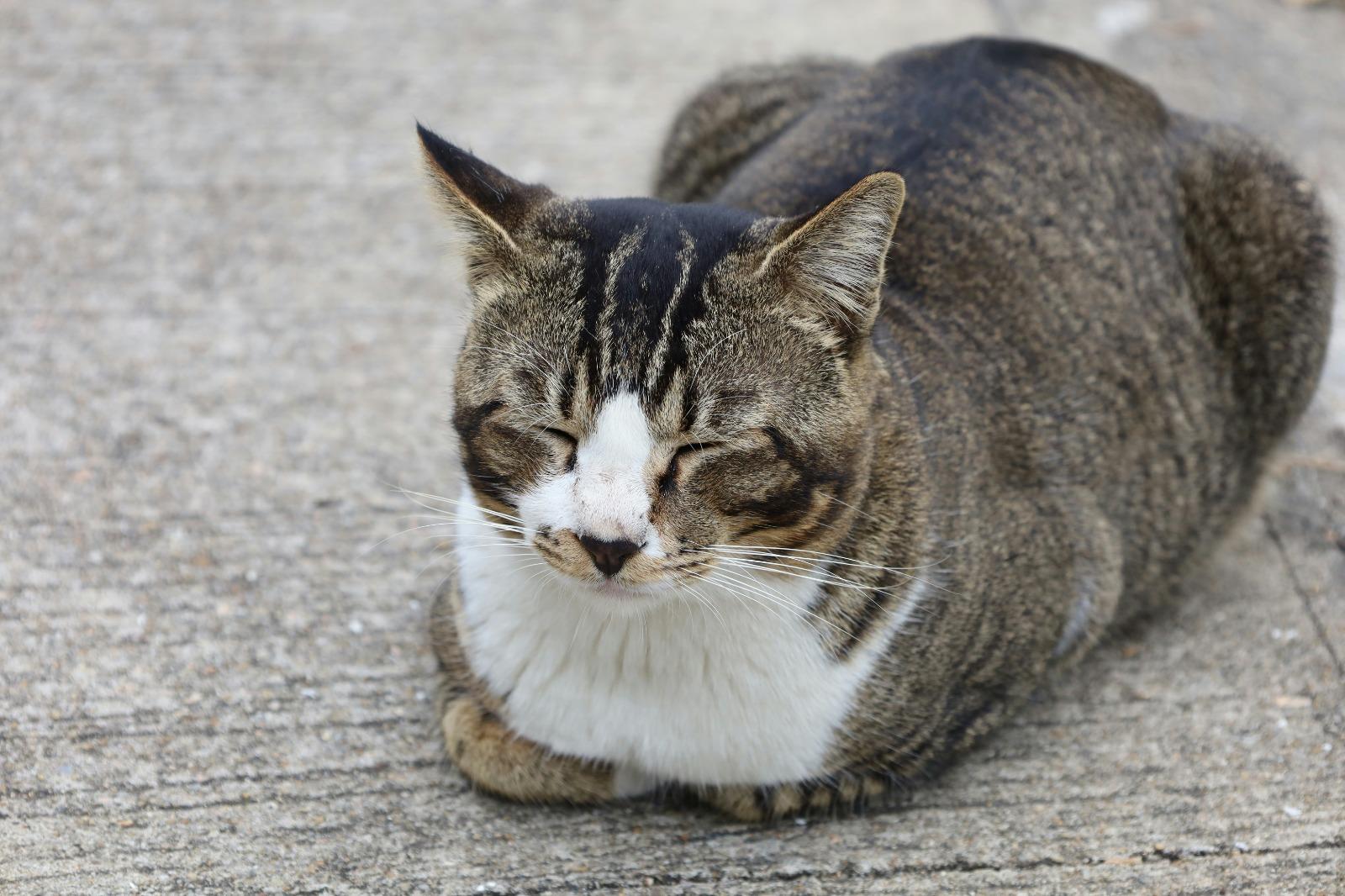 大澳名物︰貓星人。(網上圖片)