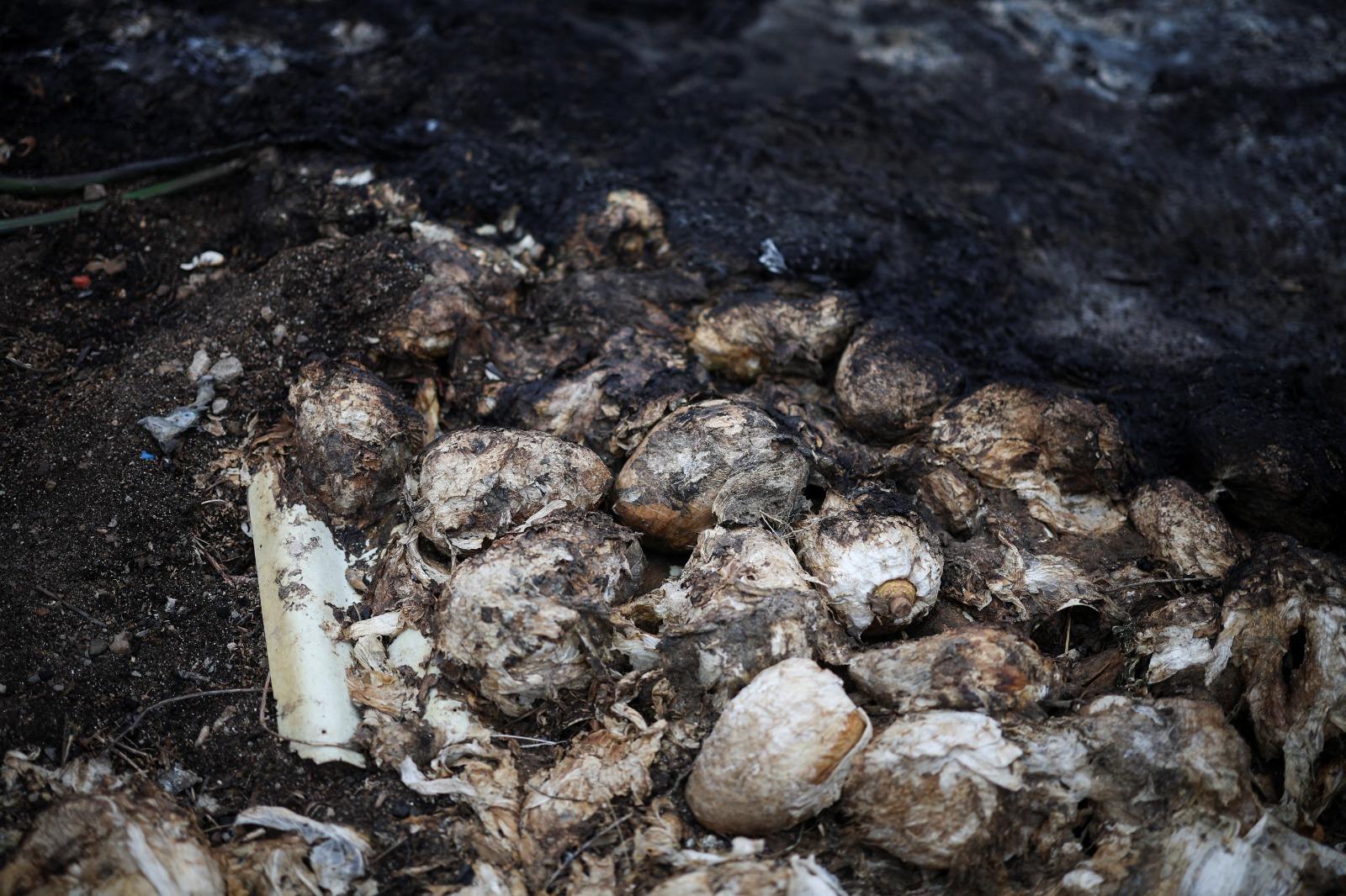 南韓山火受災面積已達4萬8150公頃。(美聯社)