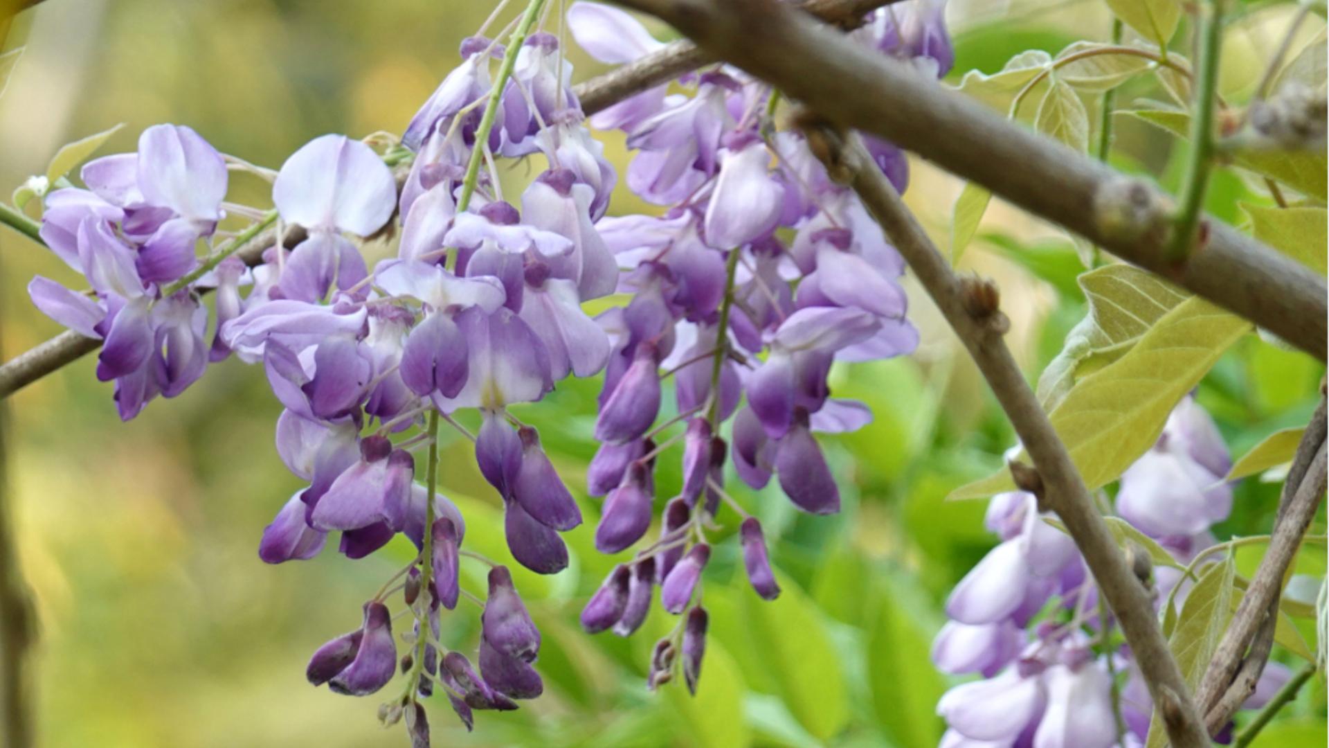 紫藤花可以在清快塘、大埔海濱公園、動植物公園找到。(康文署)